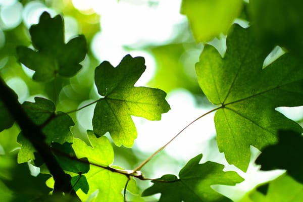 We willen beleven en ervaren. Voorbeeld: Green Key